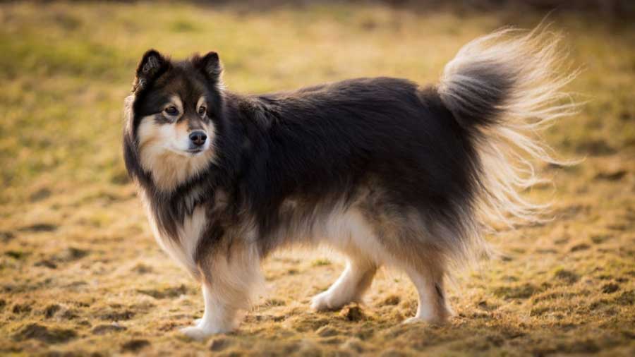 Lapphund Finlandés cachorro