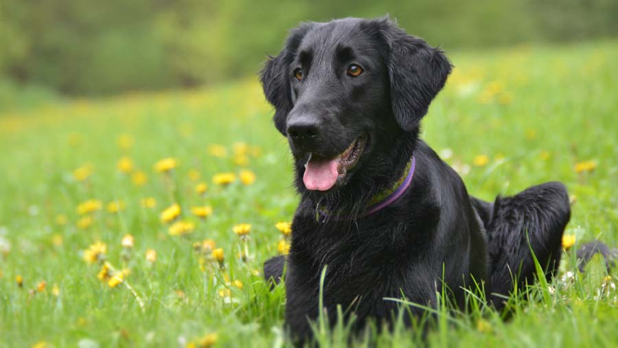 Retriever de Pelo Liso cachorro