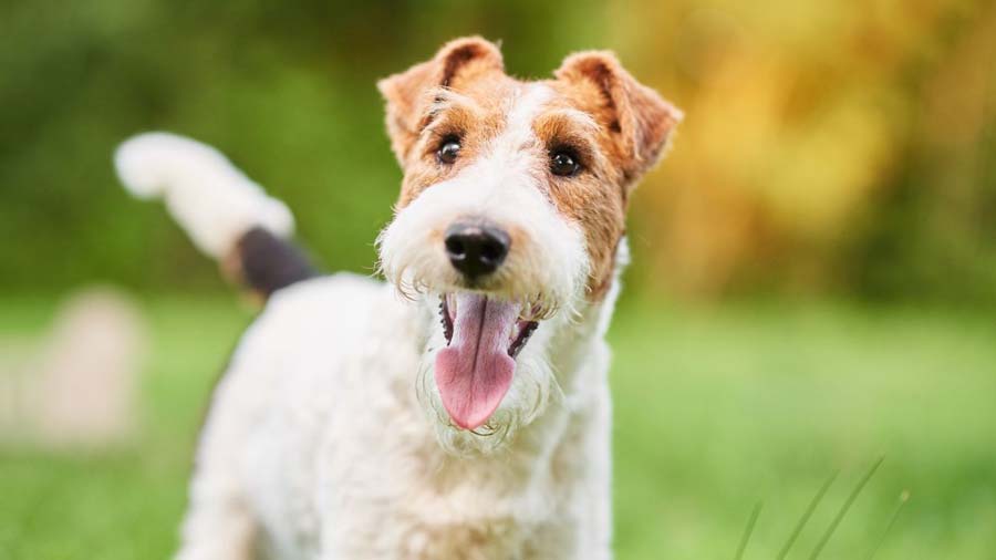 Fox Terrier de Alambre cachorro