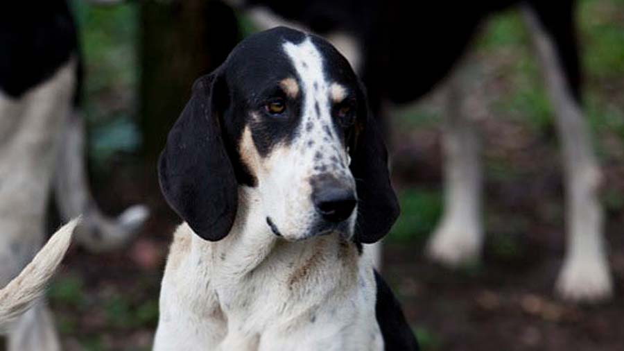 Sabueso Francés cachorro