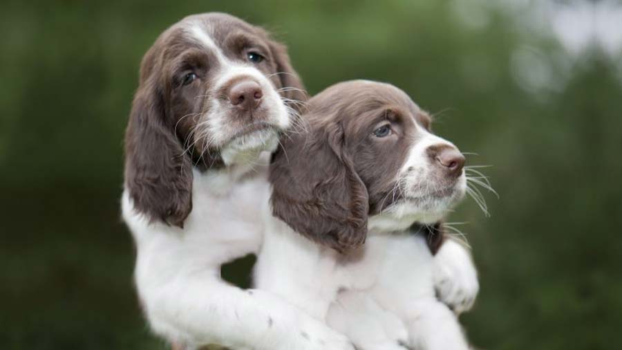 perro bebe Spaniel Francés