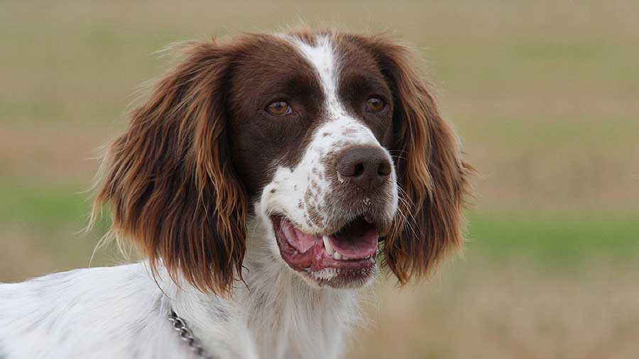 Spaniel Francés cachorro