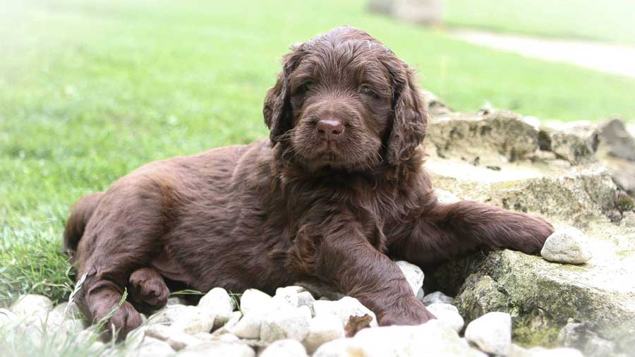 perro bebe Pointer Alemán de Pelo Largo