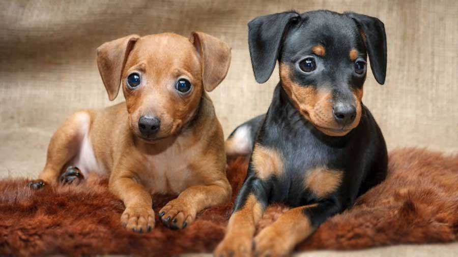 perro bebe Pinscher Alemán