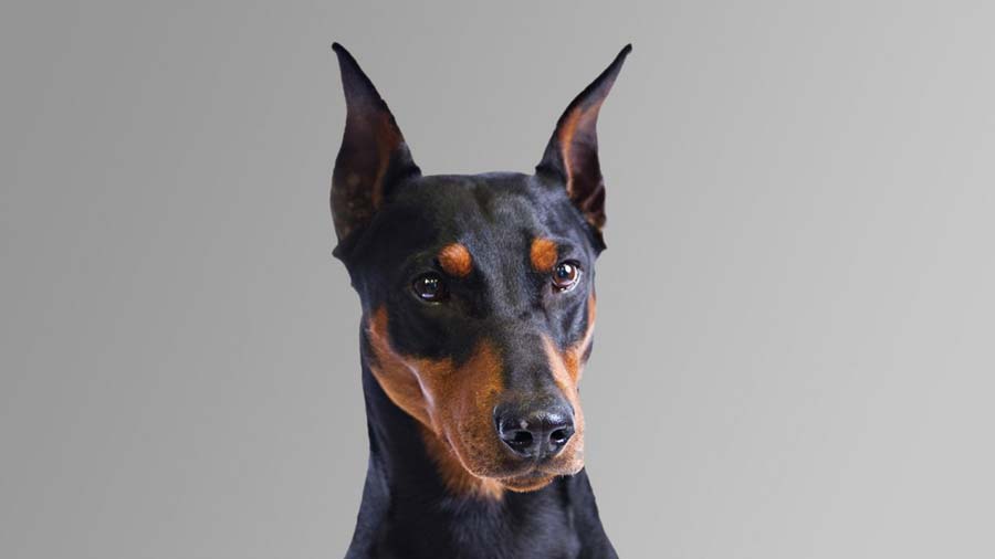 Pinscher Alemán cachorro