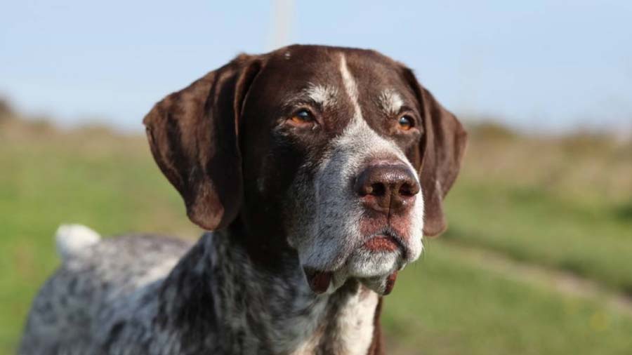 Braco Alemán de Pelo Corto cachorro