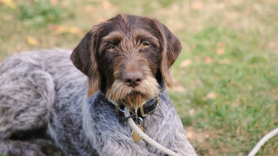 Braco Alemán de Pelo Duro cachorro