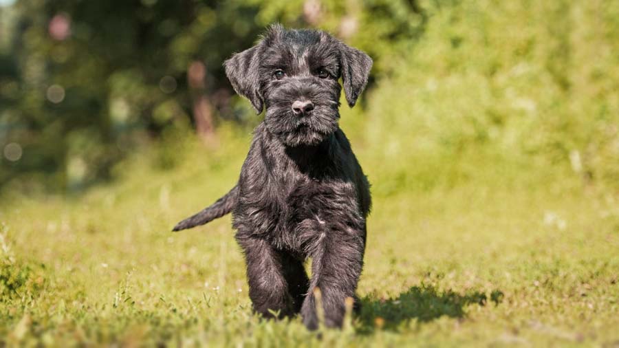 Schnauzer Gigante Bebe