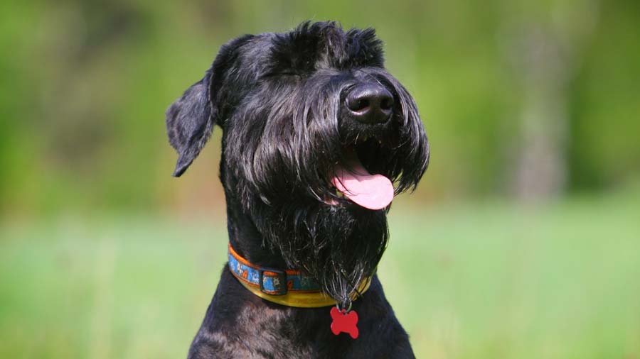 Schnauzer Gigante cachorro