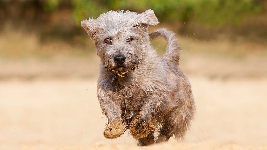 perro bebe Glen