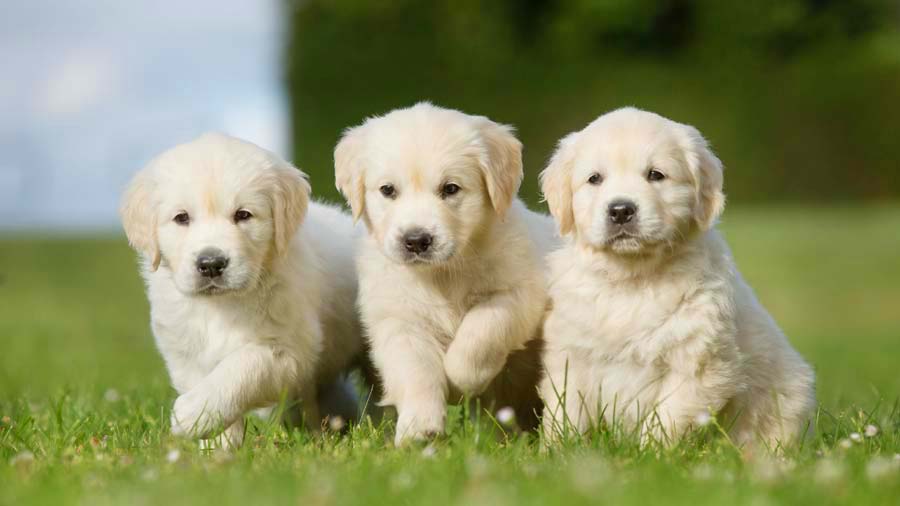 perro bebe Golden Retriever