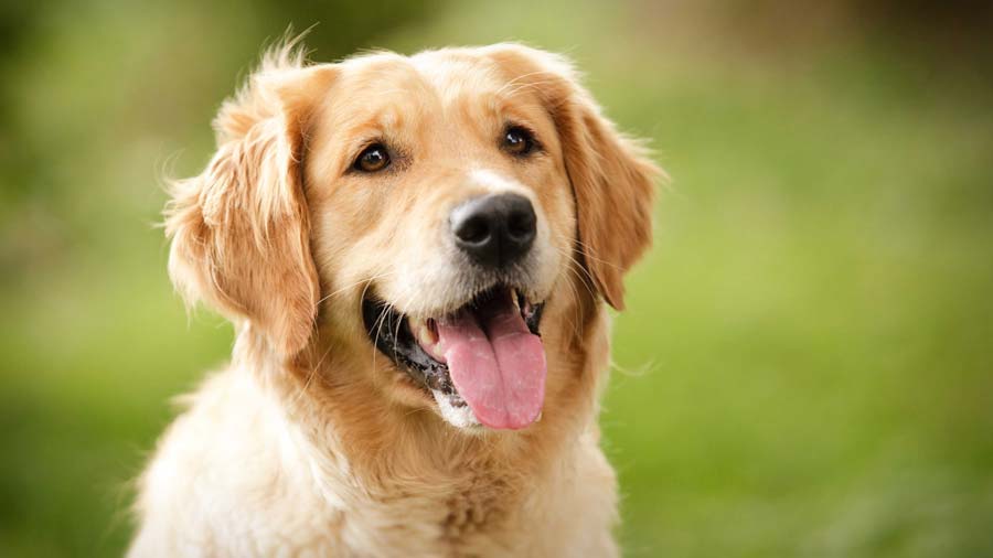 Golden Retriever cachorro