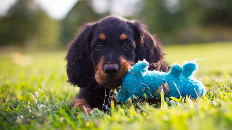 perro bebe Gordon Setter