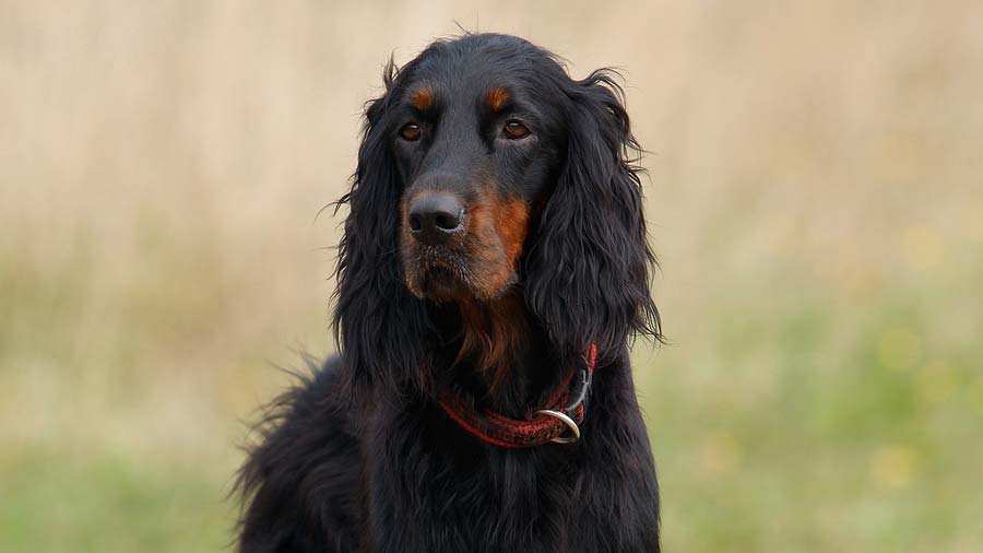 Gordon Setter cachorro