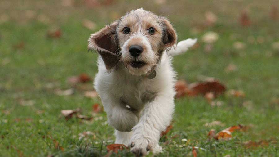 perro bebe Grand Basset Griffon Vendeen