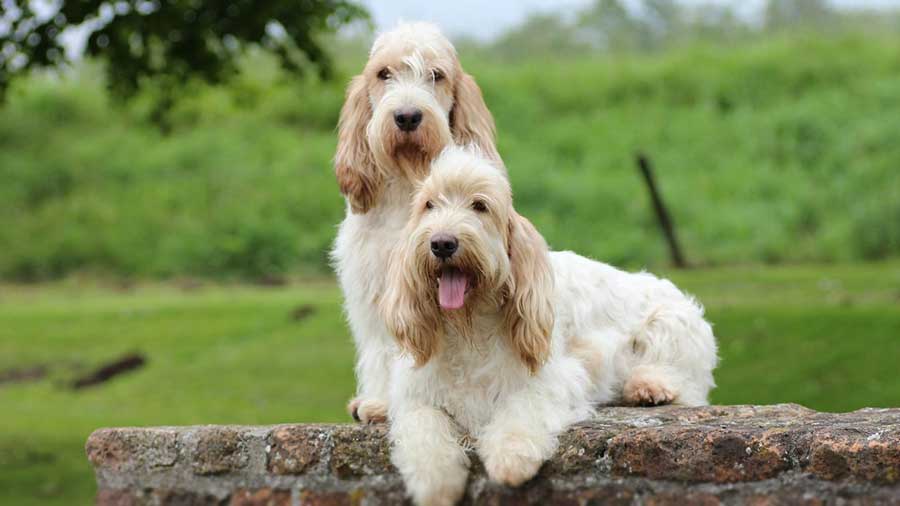 Grand Basset Griffon Vendeen cachorro