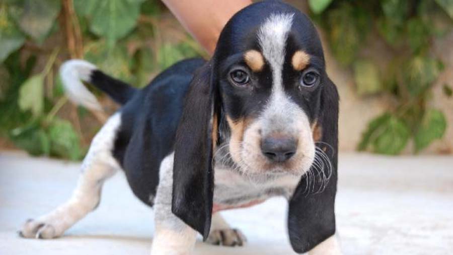 Gran Sabueso Azul de Gascuña Bebe