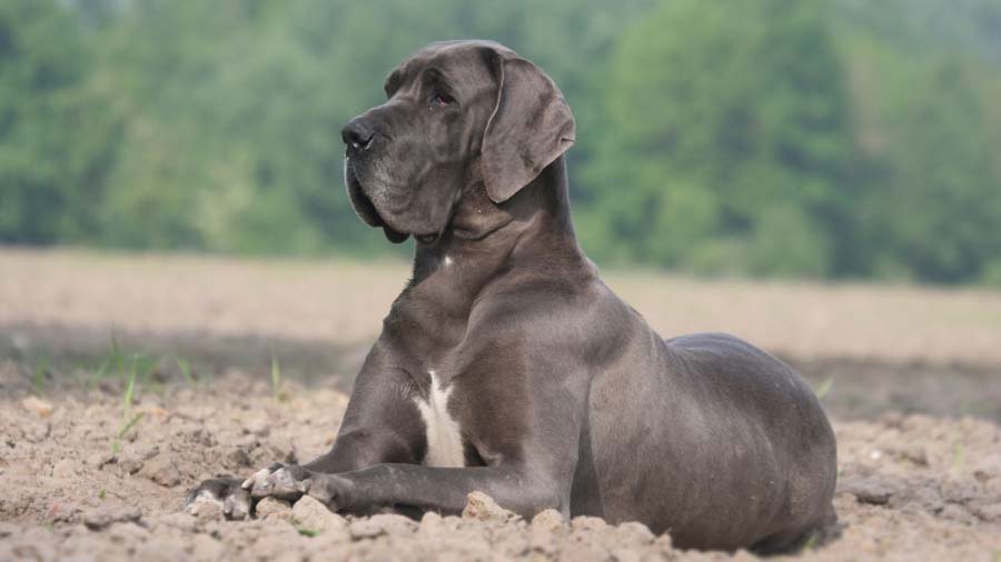 Gran Danés cachorro