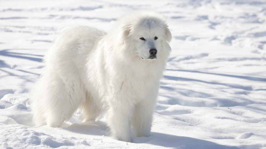 Gran Pirineo cachorro