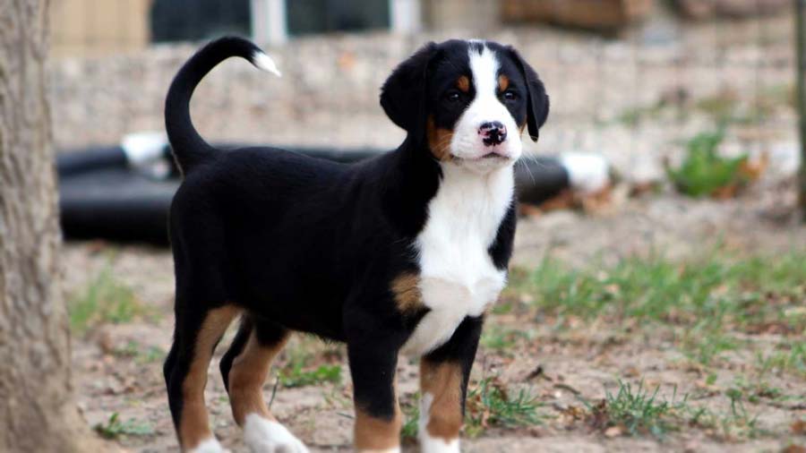 Gran Perro de Montaña Suizo Bebe