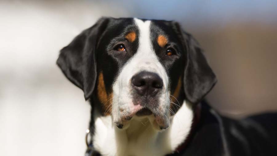 Gran Perro de Montaña Suizo cachorro