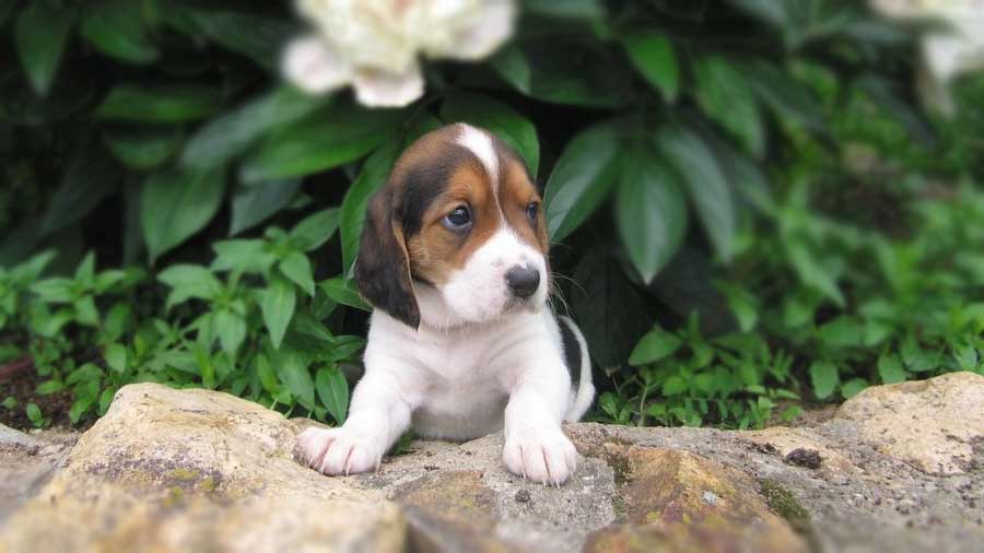 perro bebe Harrier