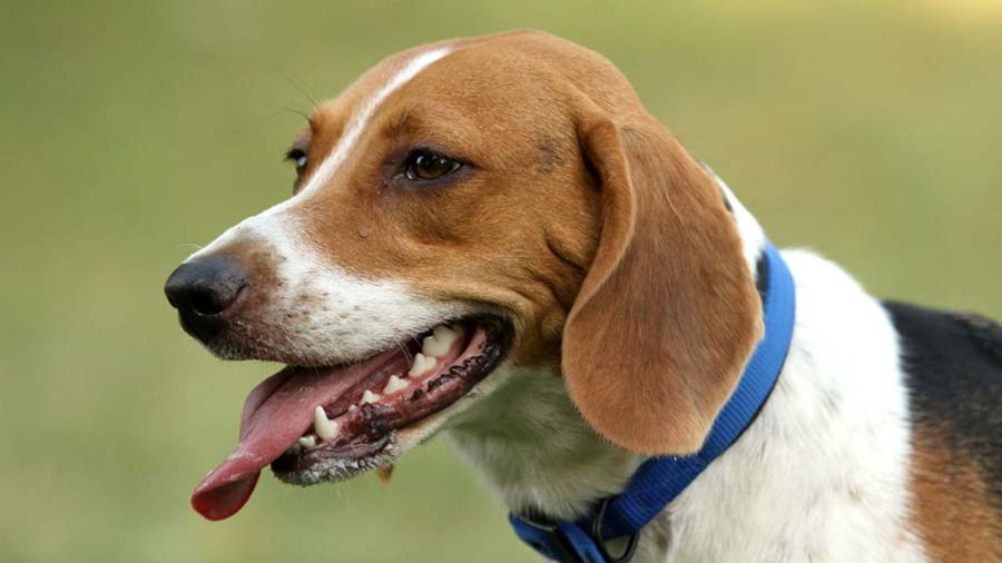 Harrier cachorro