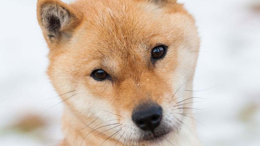 Hokkaido cachorro