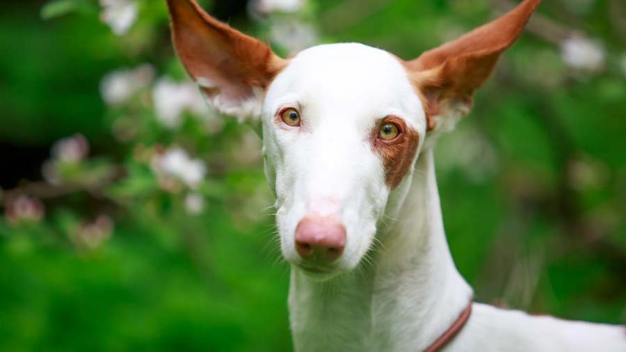 Podenco Ibicenco cachorro