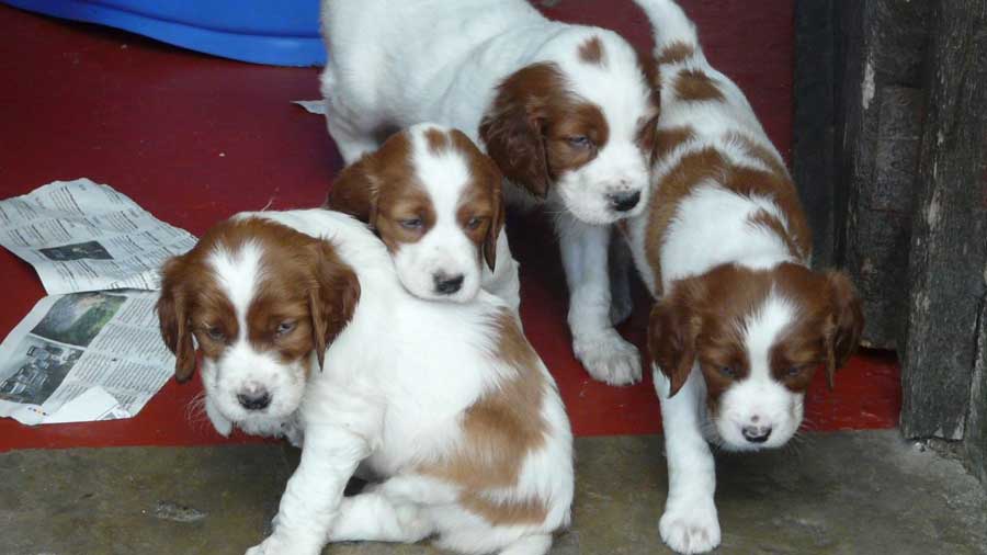 perro bebe Setter Irlandés Rojo y Blanco