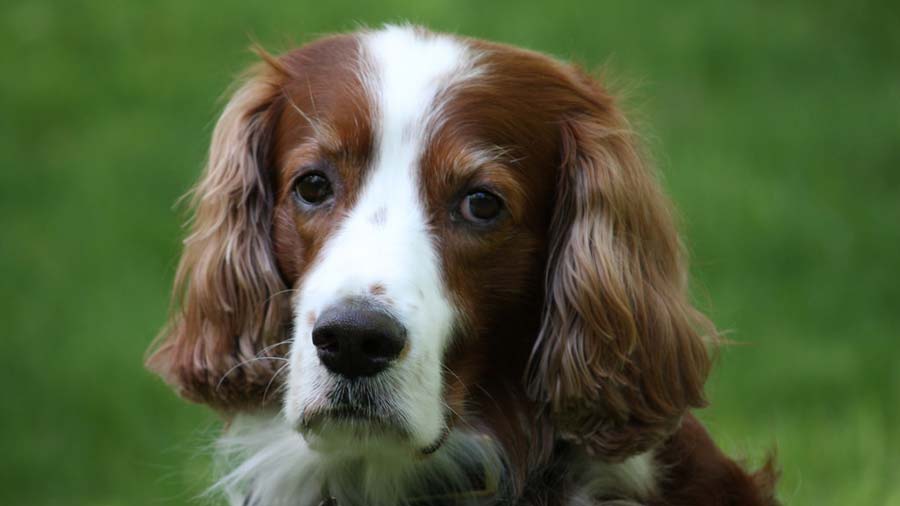 Setter Irlandés Rojo y Blanco cachorro