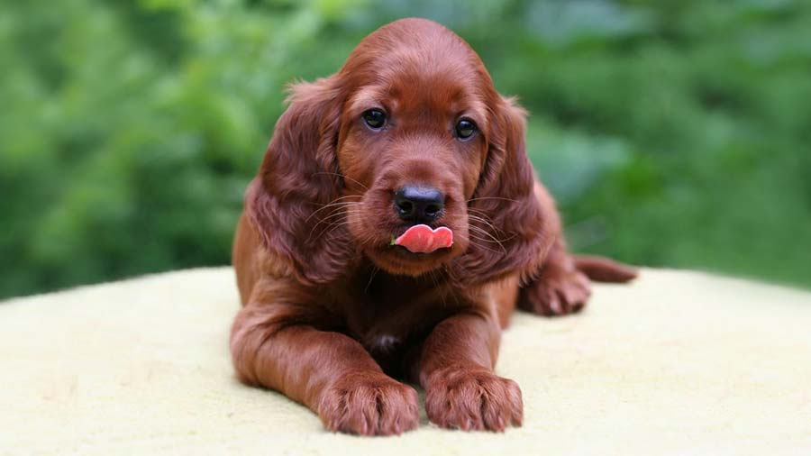 perro bebe Setter Irlandés