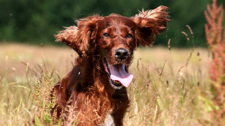 Setter Irlandés cachorro