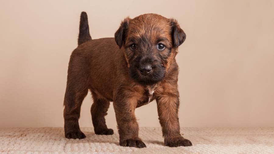 perro bebe Terrier Irlandés