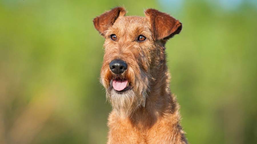 Terrier Irlandés cachorro