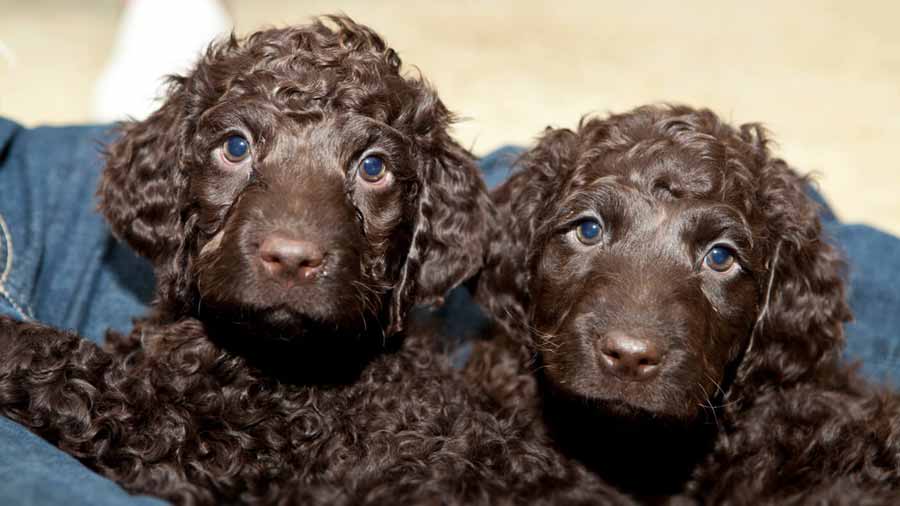 perro bebe Spaniel de Agua Irlandés