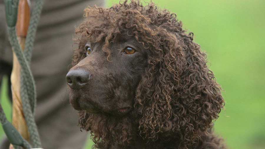 Spaniel de Agua Irlandés cachorro