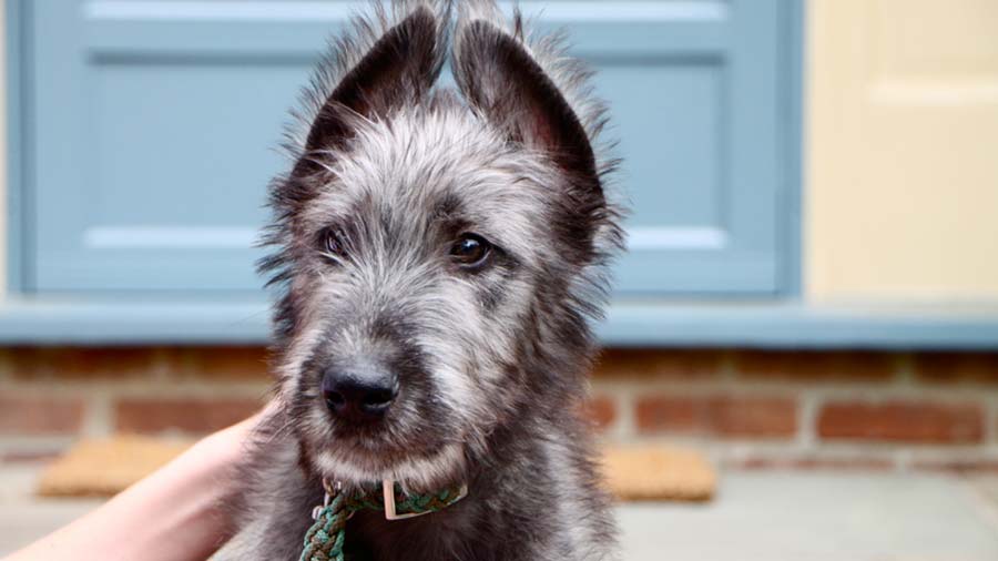 perro bebe Lobero Irlandés