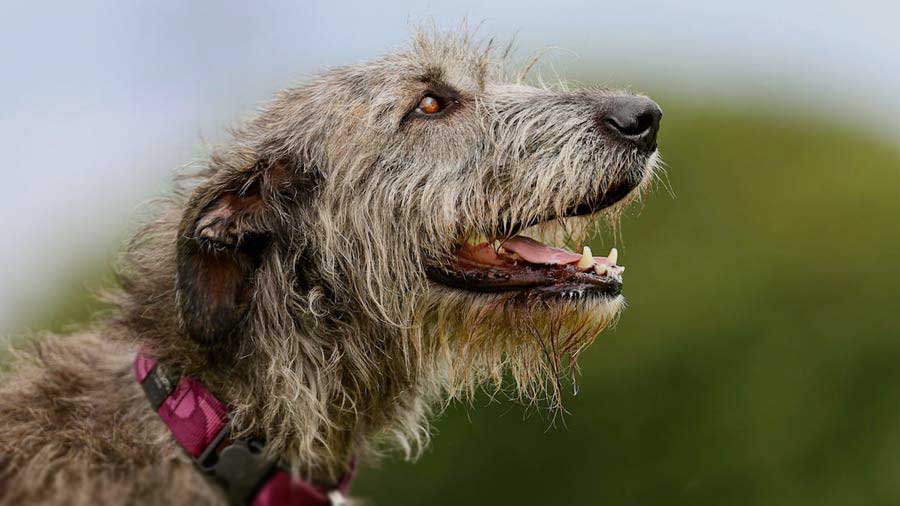 Lobero Irlandés cachorro