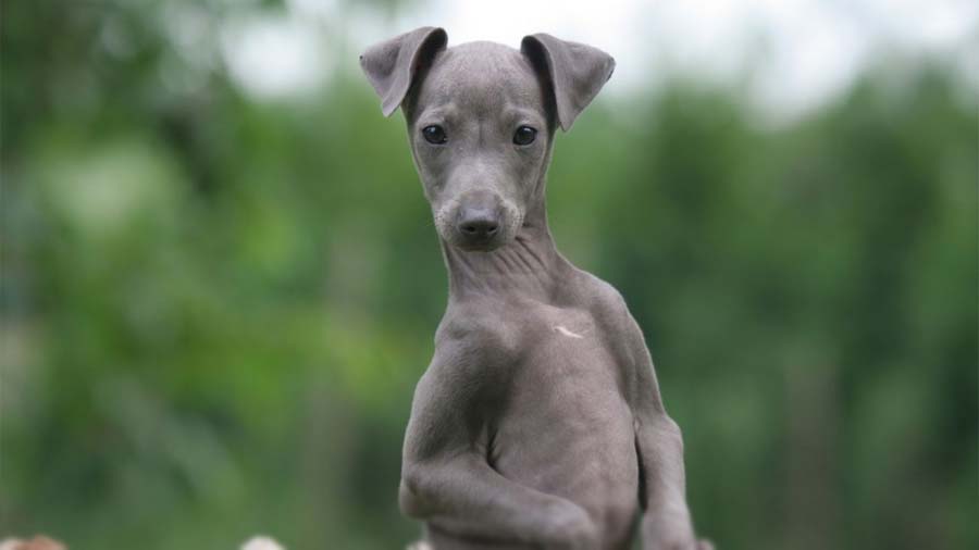 perro bebe Galgo Italiano