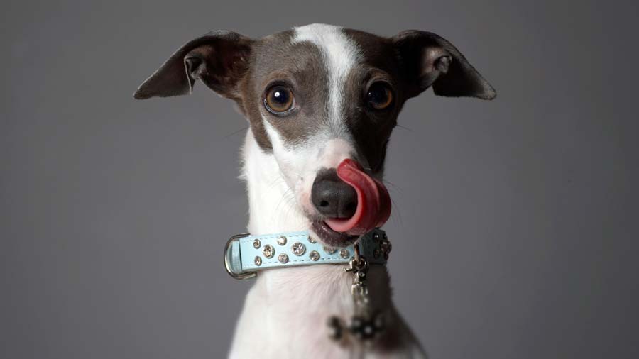 Galgo Italiano cachorro