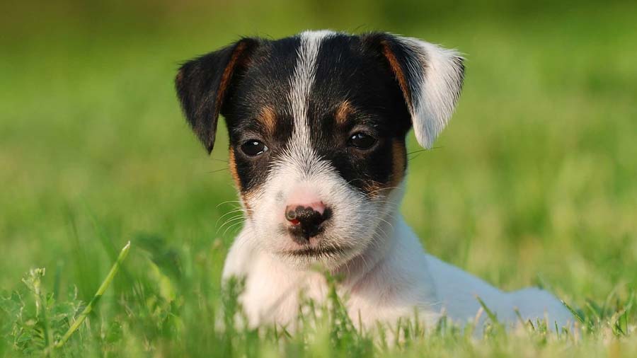 perro bebe Jack Russell Terrier