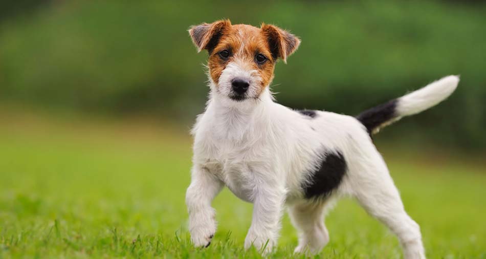 Jack Russell Terrier cachorro