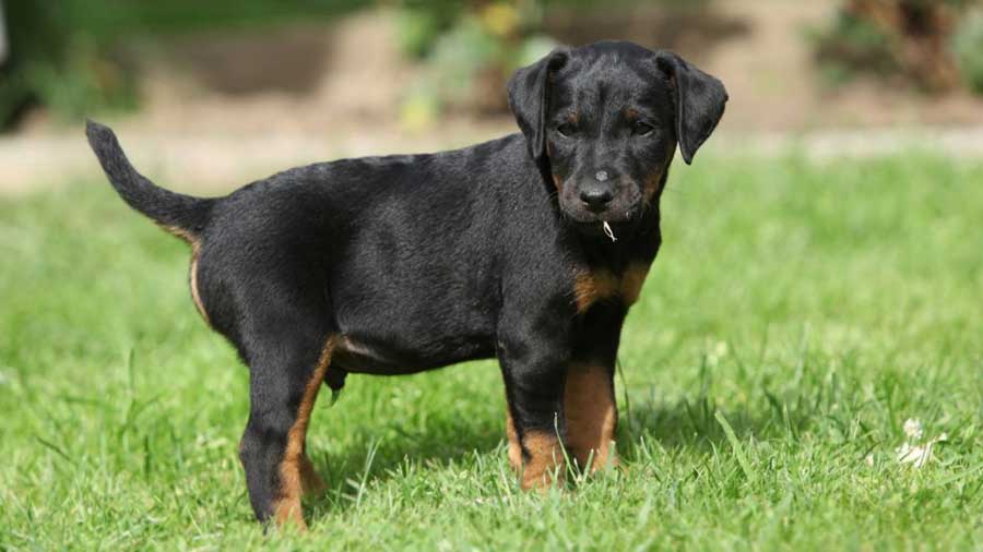 perro bebe Terrier Alemán