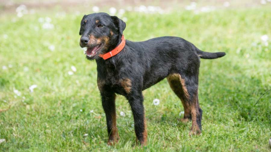 Terrier Alemán cachorro