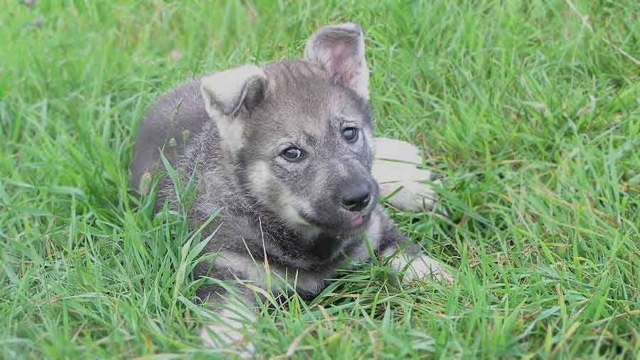 perro bebe Elkhound Sueco