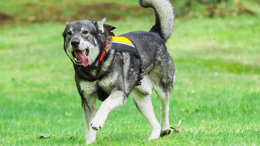 Elkhound Sueco cachorro