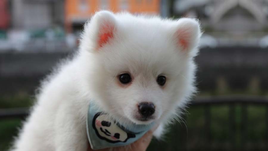 perro bebe Spitz Japonés