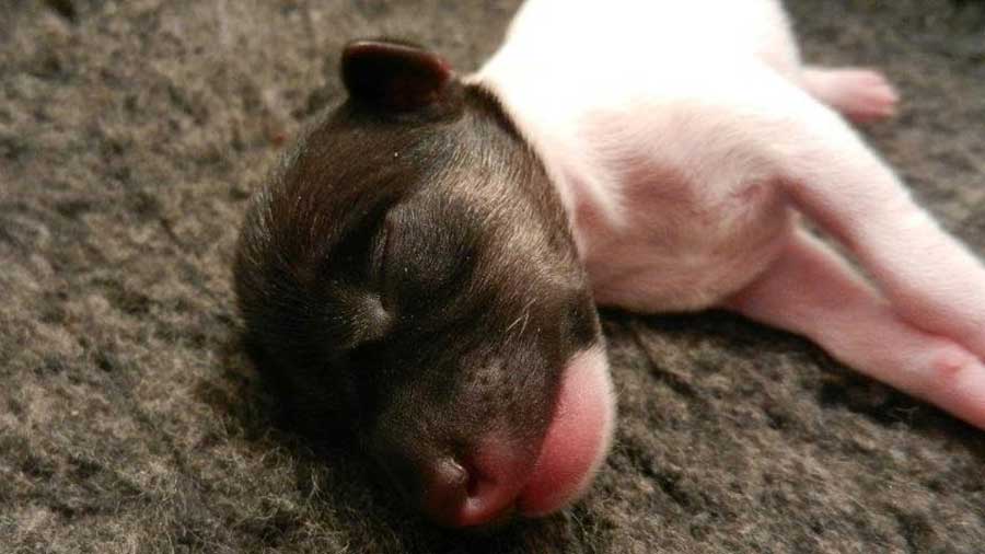 perro bebe Terrier Japonés