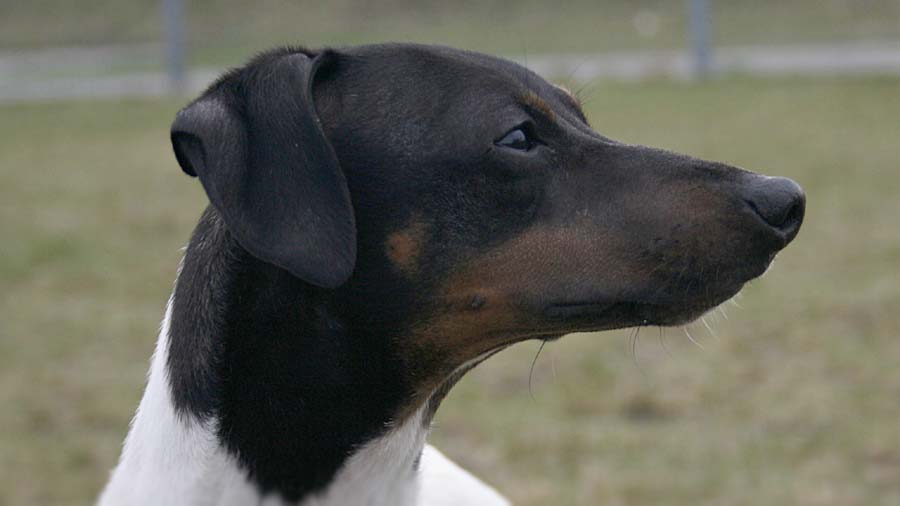 Terrier Japonés cachorro